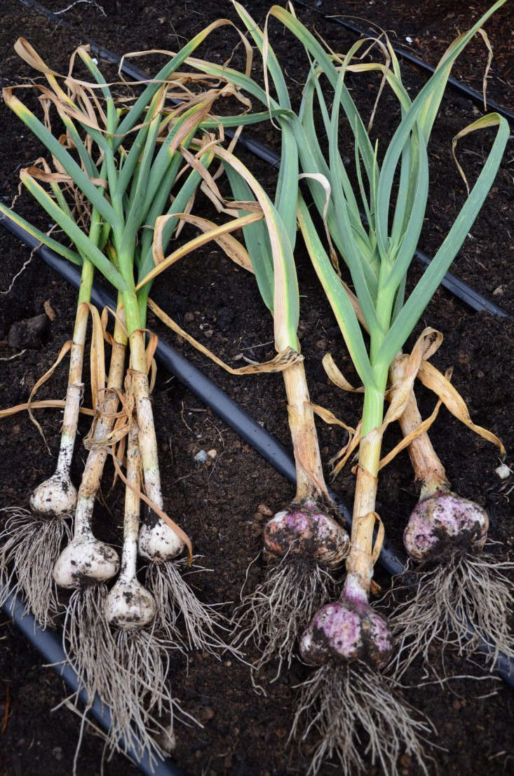 Seattle Urban Farm Company Garlic, Gardenista